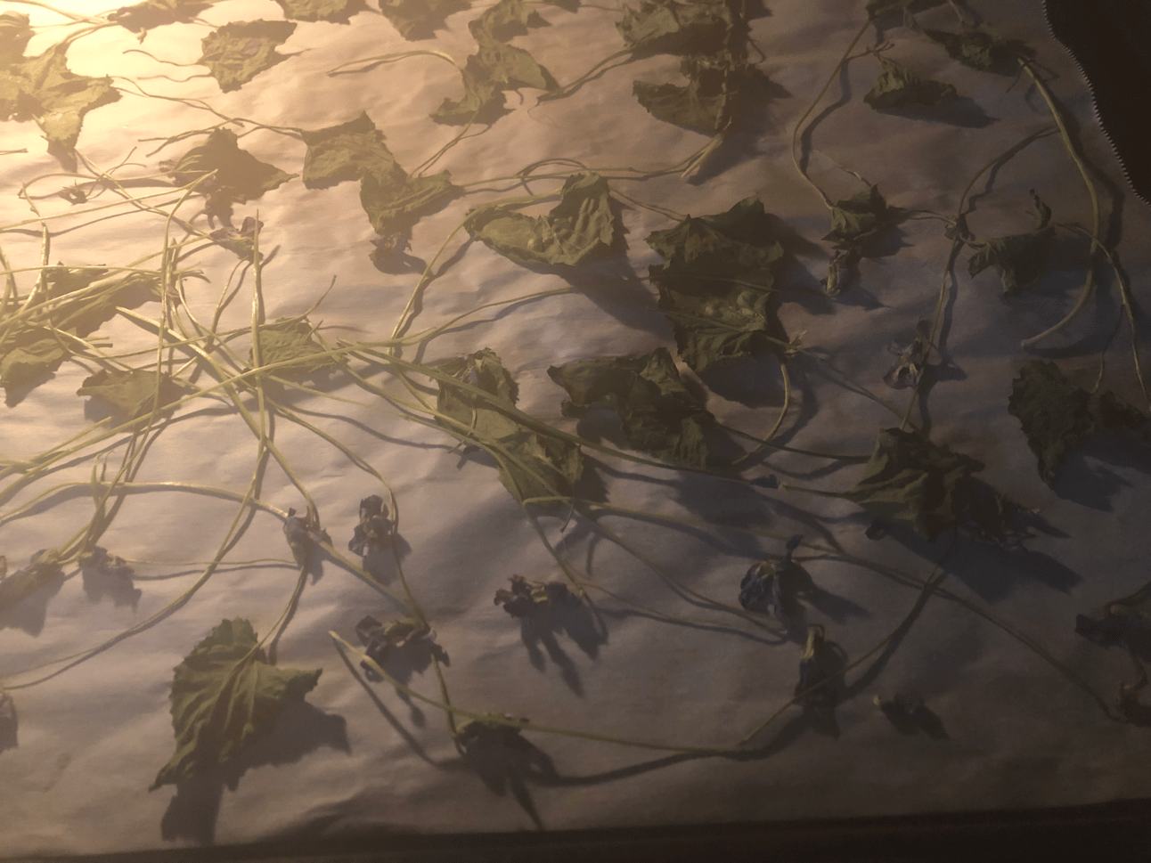 I dried them in the oven, on the lowest heat setting.
