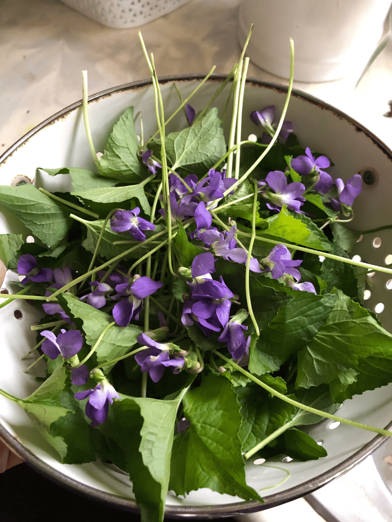 Violet, freshly harvested