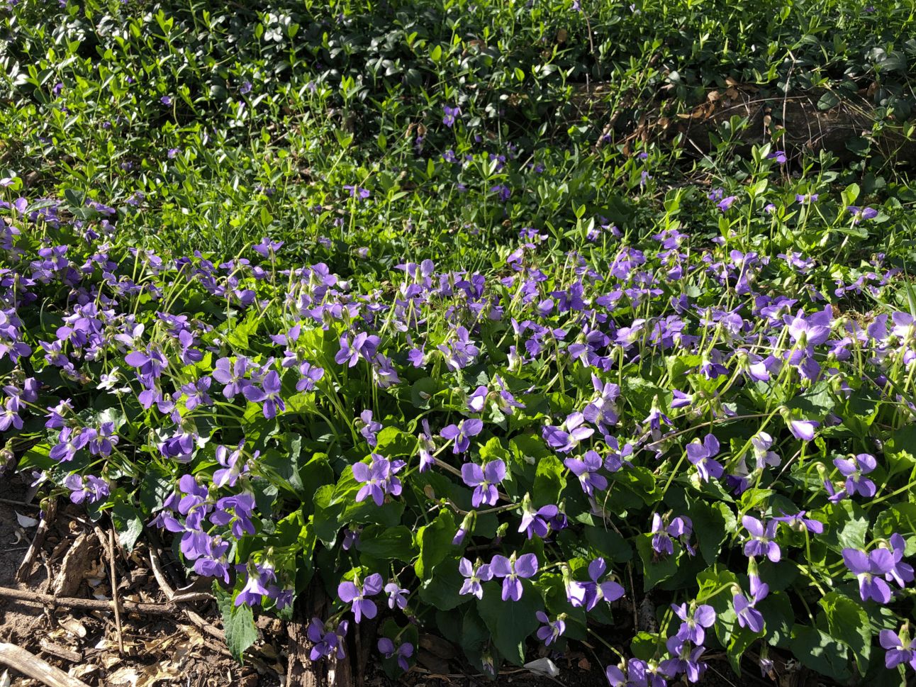 Look at this gorgeous stand of viola sorioia by my back door!